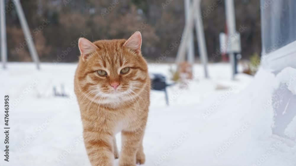 Big red fluffy domestic cat walks on white soft snow looking straight in cottage house yard against bare trees on cold winter day close view. Big red fluffy domestic cat walks on white soft snow looking straight in cottage house yard against bare trees on cold winter day close view.