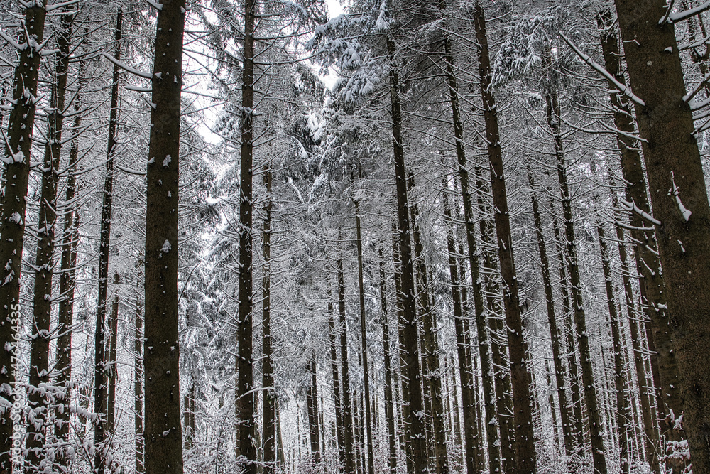 Fototapeta premium Winterlandschaft, Winterwald