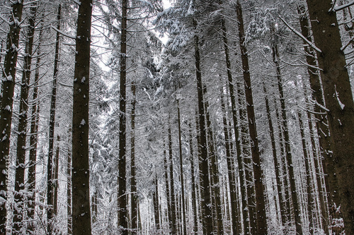 Winterlandschaft, Winterwald