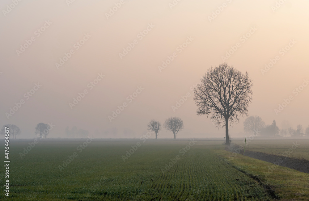 Trees in the fog in the Po Valley, Lombardy, Italy Cremona
