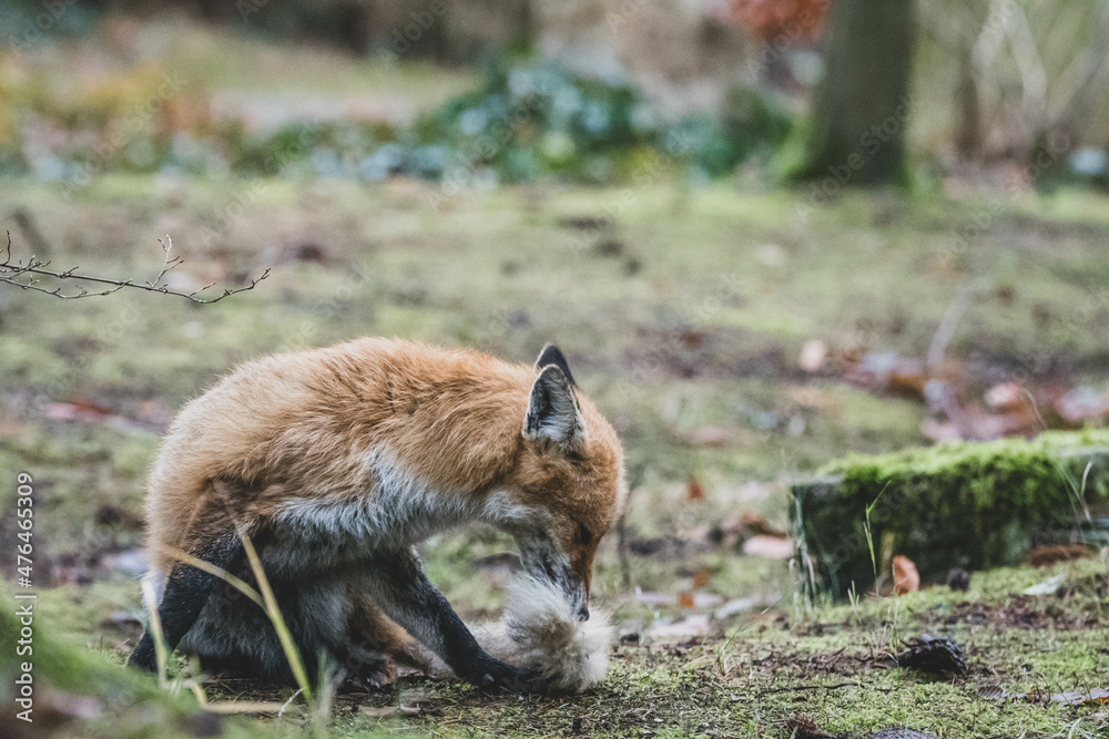Obraz premium Rotfuchs auf Friedhof