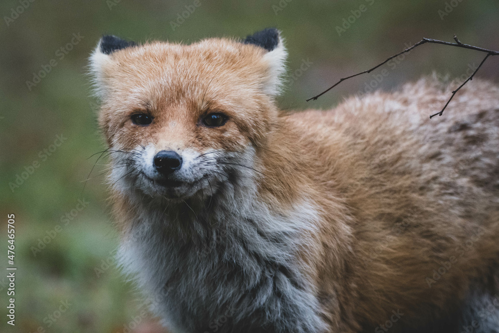 Naklejka premium Rotfuchs auf Friedhof