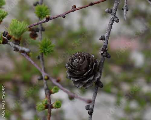 Tamarack (Larix Americana) or Hackmatack or American Larch in Spring with fresh growth photo