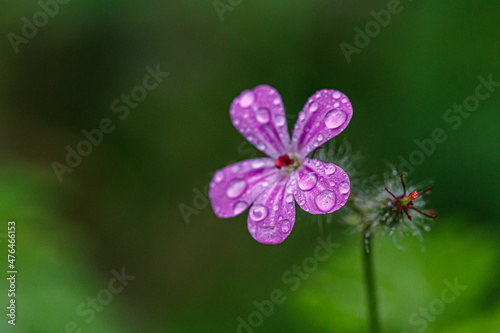 Beautiful spring flowering meadow of fresh flowers