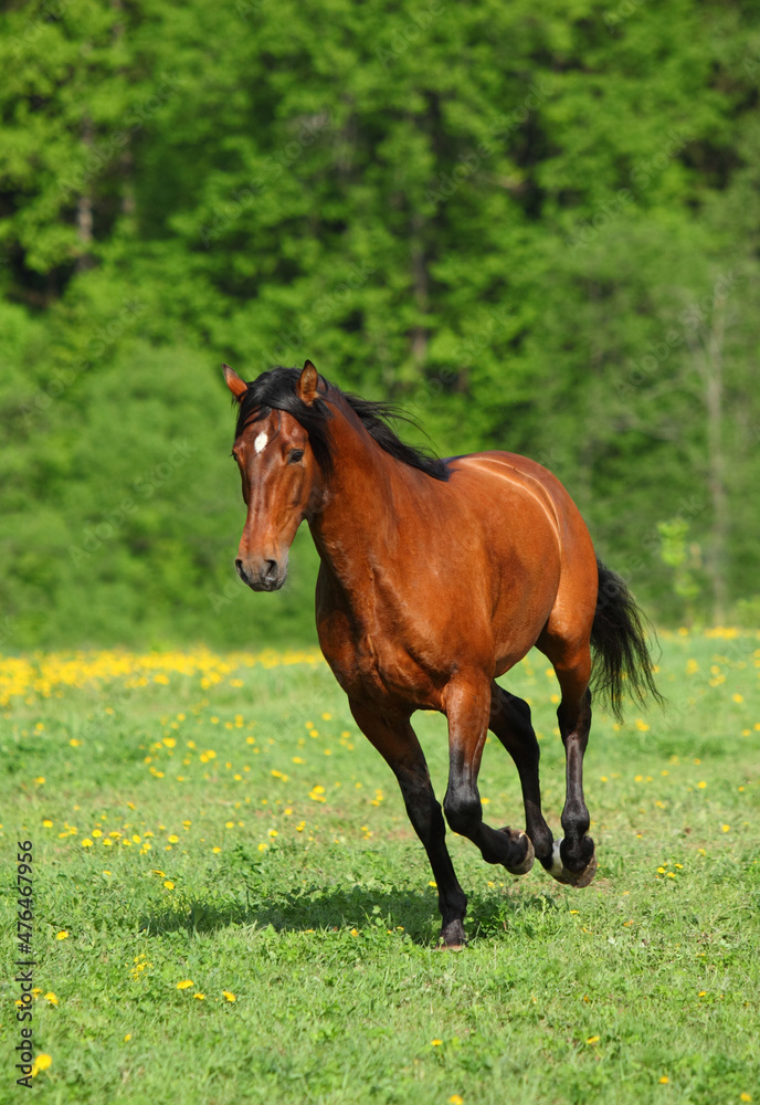 Obraz premium Thorough bred race horse runs gallop in ranch meadow