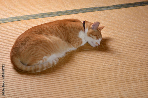 畳の上で眠る猫 photo