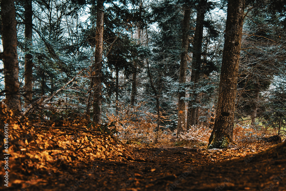 Fototapeta premium autumn beauty