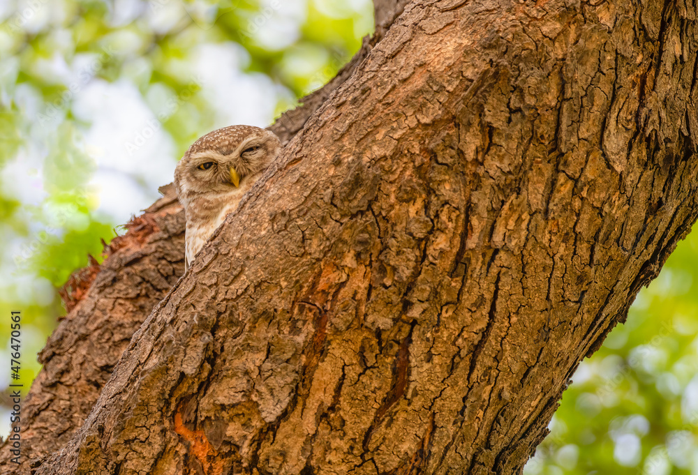 Fototapeta premium Spotted Owl a hidden look'