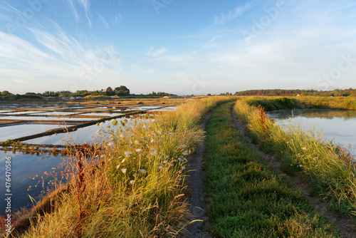 Saltmarsh in the Guerande peninsula