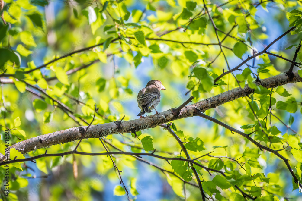 Green and yellow songbird, The European greenfinch sitting on a branch in spring. Green and yellow songbird, The European greenfinch sitting on a branch in spring.