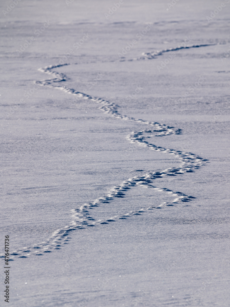 Animal tracks on frozen lake Animal tracks on frozen lake