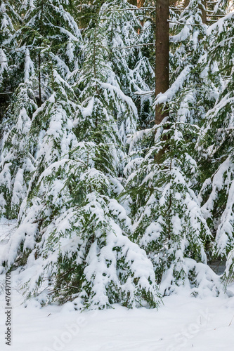 Snow-laden conifer trees in Germany © JP Kreysing