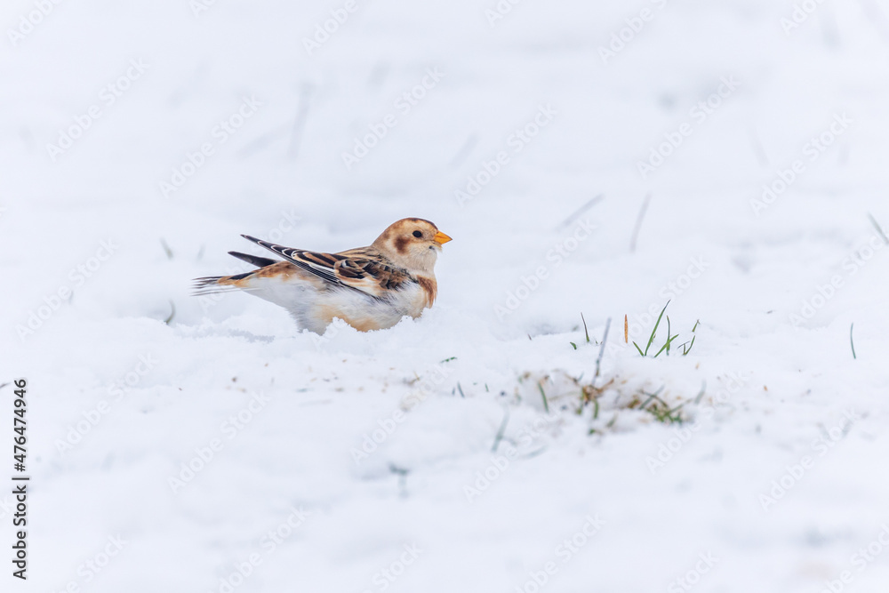Single male migrant Snow Bunting in the Snow on Cleeve Hill, Gloucestershire. Single male migrant Snow Bunting in the Snow on Cleeve Hill, Gloucestershire.