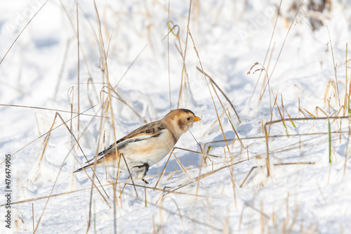 Single male migrant Snow Bunting in the Snow on Cleeve Hill, Gloucestershire. photo