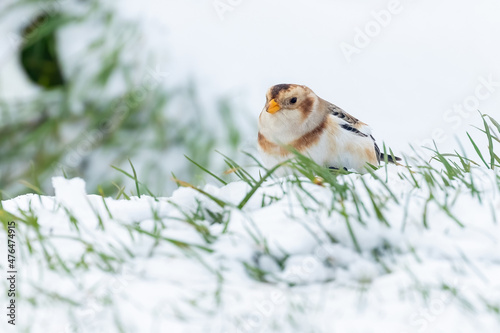 Single male migrant Snow Bunting in the Snow on Cleeve Hill, Gloucestershire. photo