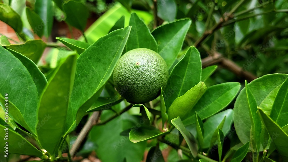 green lemon tree green lemon tree