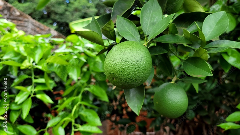 green lemon tree green lemon tree
