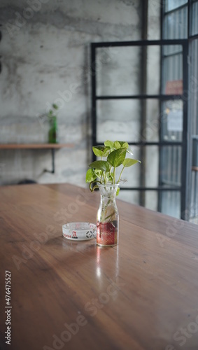 green vines growth in jar filled with water. simple plant decoration on the wooden table to decorate your room. minimalist decoration for inspo.