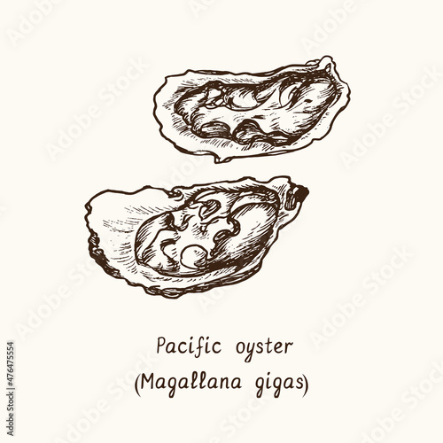 Pacific, Japanese or Miyagi oyster (Magallana gigas). Ink black and white doodle drawing in woodcut style with inscription.