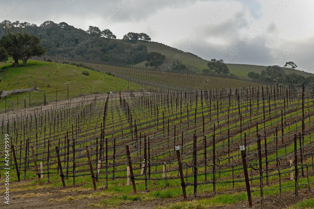 Young vineyard field.