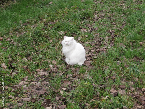 Weise Katze im Gras