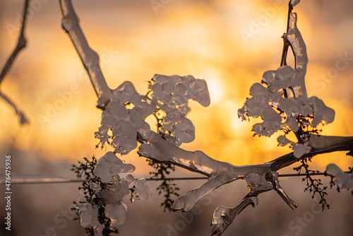 Translucent frozen grapes backlit by the setting sun. Orange sky in the background. Photo suitable as a mural for winemakers.