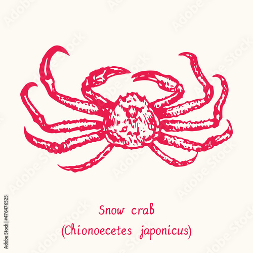 Snow crab (Chionoecetes japonicus) top view. Ink black and white doodle drawing in woodcut style with inscription.