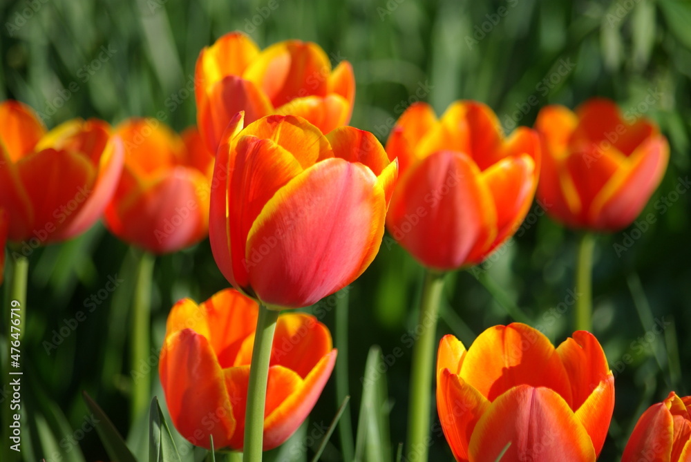 Tulipes orange au jardin