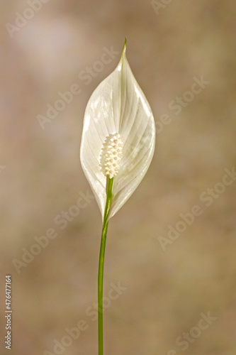 close up of white peace lily with bokeh background