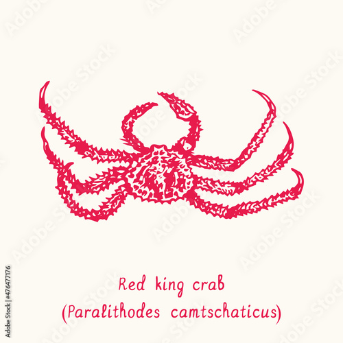 Red king crab (Paralithodes camtschaticus) top view. Ink black and white doodle drawing in woodcut style with inscription. photo