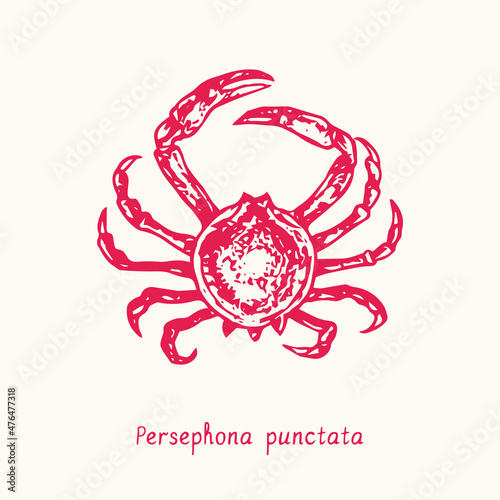 Persephona punctata crab top view. Ink black and white doodle drawing in woodcut style with inscription. photo