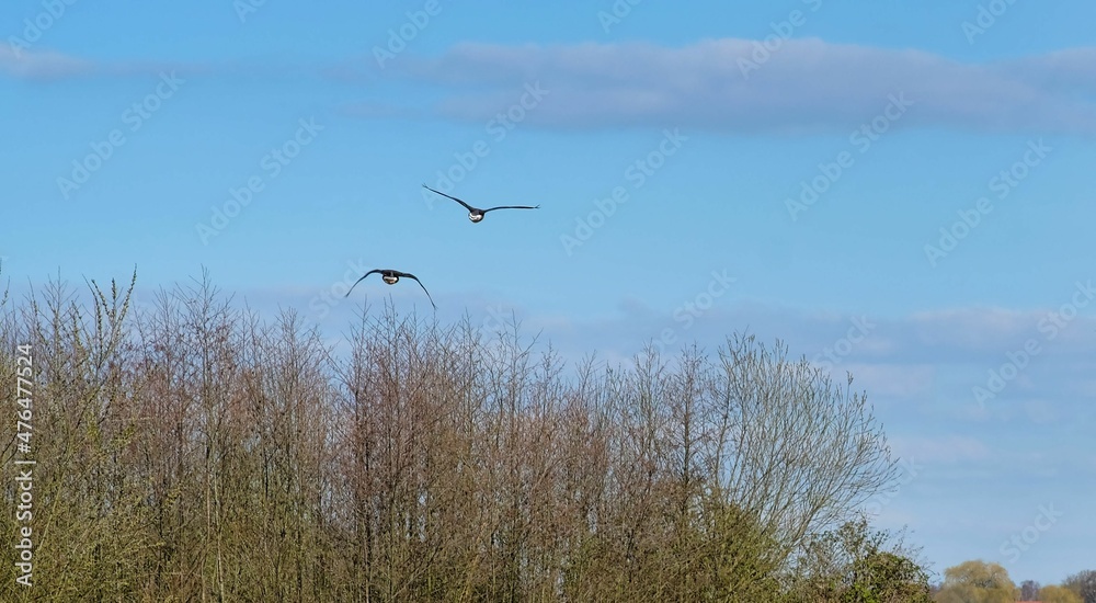 two birds flying over a river against a blue sky two birds flying over a river against a blue sky