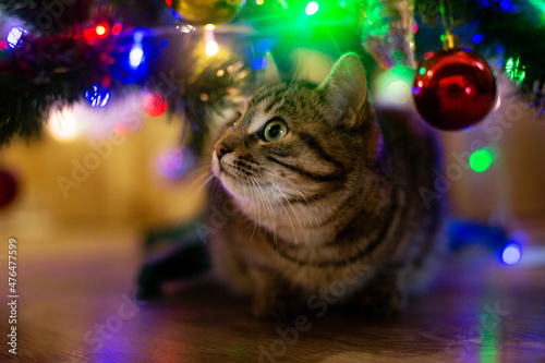 Canvas Print beautiful cat near the new year tree