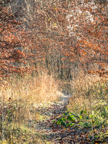 Ein zugewucherter Pattweg im herbstlichen Wald photo