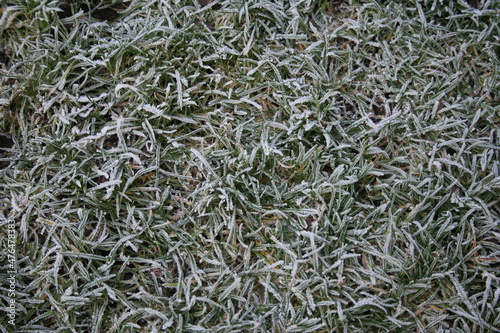 close up of frozen grass