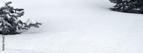 Snow under twigs of spruce ...