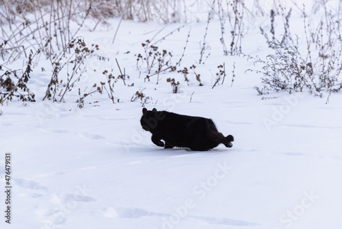 A black cat runs across a snowy field. Blurred.