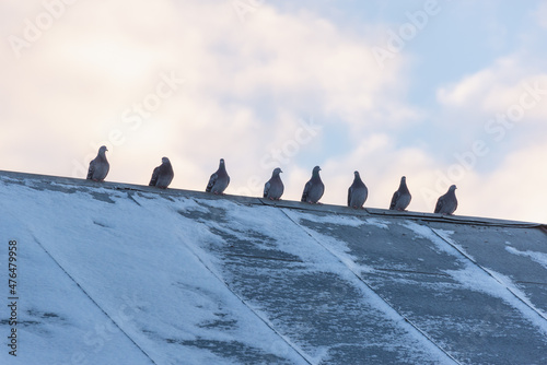 Birds sit in a flock on the roof in winter.