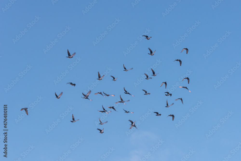 Birds fly in a flock across the sky.