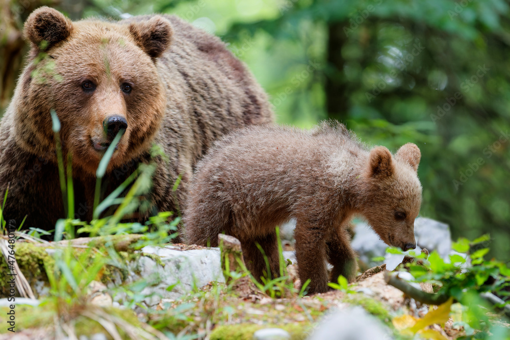 Wild brown bear mother with her cubs walking and searching for food in the forest and mountains of the Notranjska region in S Wild brown bear mother with her cubs walking and searching for food in the forest and mountains of the Notranjska region in S