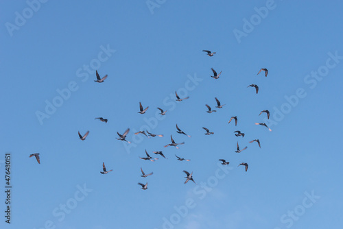 Birds fly in a flock across the sky. © Ilya