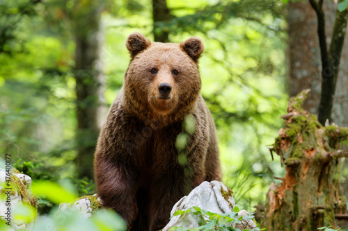Brown bear - close encounter with a wild brown bear, searching for food and eating in the forest and mountains of the Notranjska region in Slovenia