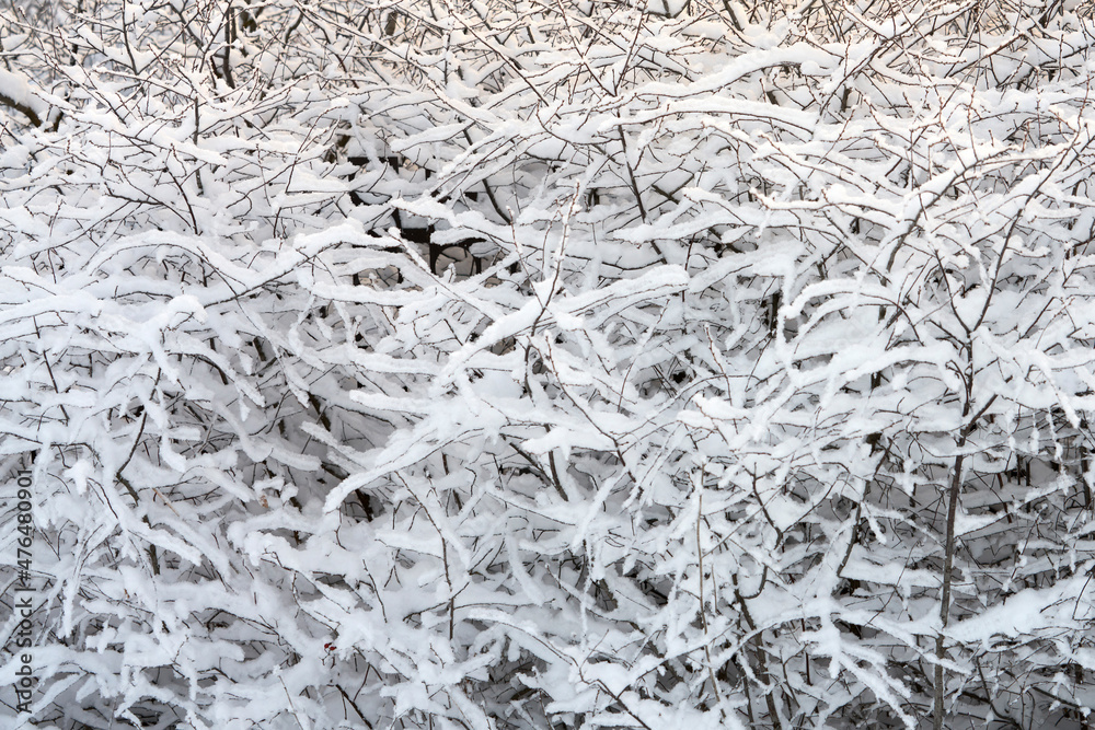 Fototapeta premium Thickets of bushes in the snow. Copy space.