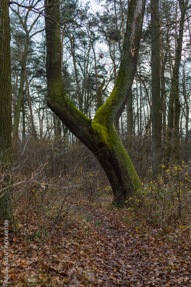 Old high tree in forest full of green moss on trunk