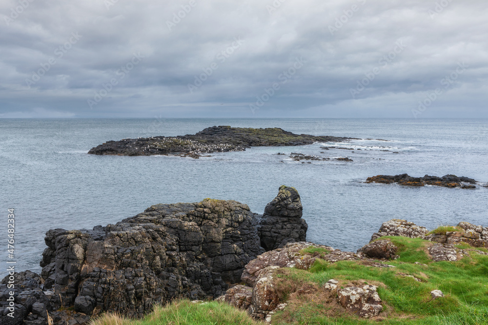 Colony of seagulls on a basalt rocky island on Dunseverick Harbour on Causeway Road, Bushmills, Co Antrim, Northern Ireland
