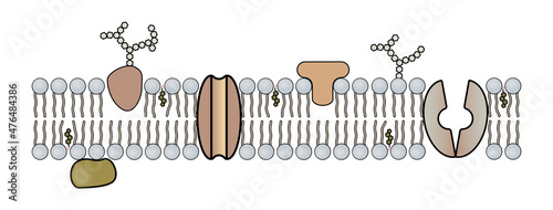 fluid mosaic model of cell membrane structure.  The image shows the bilayer with both intrinsic and extrinsic proteins.  Both channel and carrier protein are shown as well as cholesterol.   photo