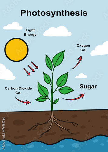 Canvas Print an easy to understand illustration of the photosynthesis process