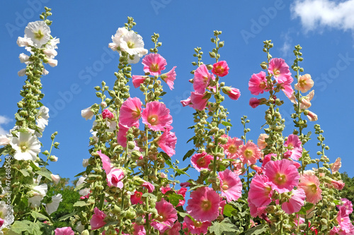 Colourful hollyhocks, Alcea rosea, in flower during the summer months © Alexandra