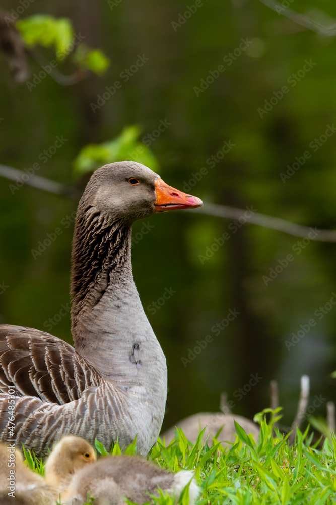 Adult domestic goose in the grass with young chicks Adult domestic goose in the grass with young chicks