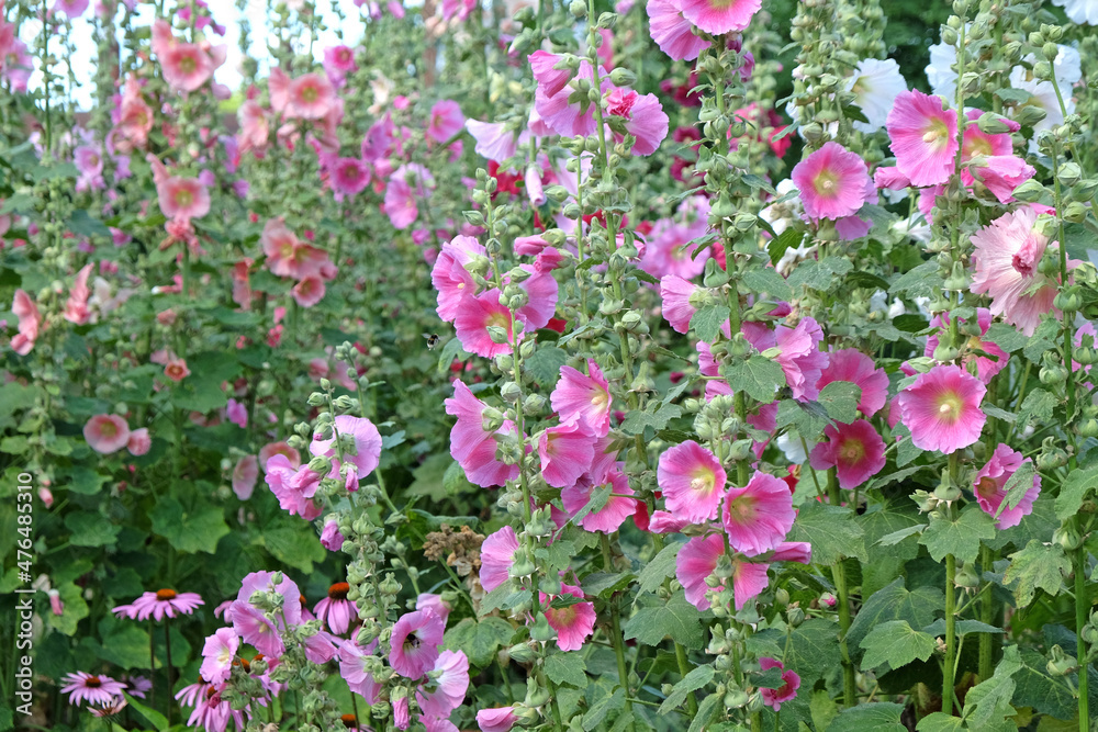 Colourful hollyhocks, Alcea rosea, in flower during the summer months Colourful hollyhocks, Alcea rosea, in flower during the summer months